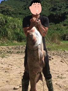 胖头鱼被爆料视频大全,揭秘网络红人幕后真相  第2张